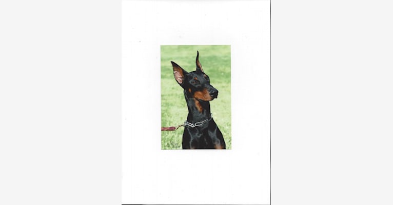 Deacon, a Doberman Pinscher tested with EmbarkVet.com