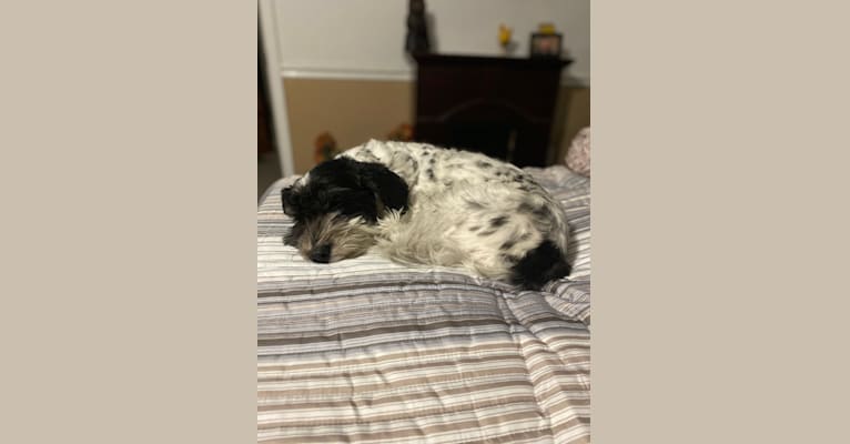 Ossy, a Havanese tested with EmbarkVet.com
