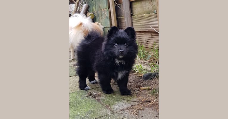 Kira, a Pomeranian and German Spitz mix tested with EmbarkVet.com