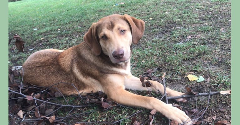 Photo of Oakley, an American Pit Bull Terrier, Chesapeake Bay Retriever, Great Pyrenees, Labrador Retriever, and Mixed mix in Wilson, North Carolina, USA