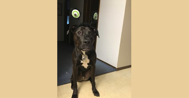 Axel, a Staffordshire Terrier and Rottweiler mix tested with EmbarkVet.com
