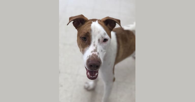 Photo of Cupid, an American Pit Bull Terrier, Great Pyrenees, and Mixed mix in Tomball, Texas, USA