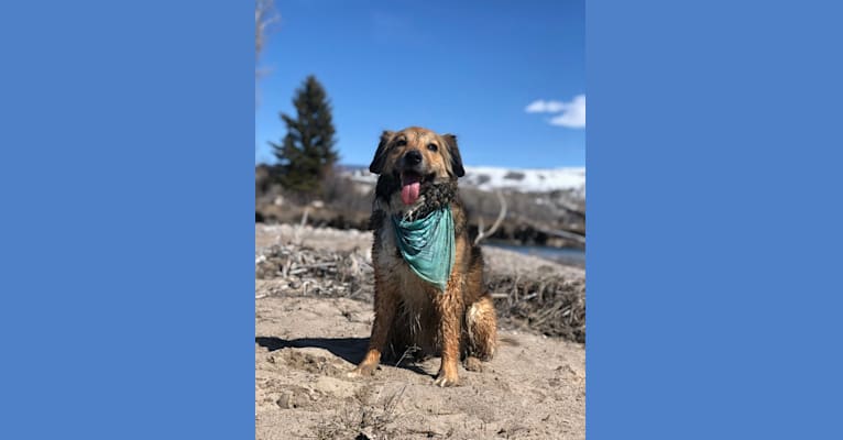 Photo of Akela, an American Pit Bull Terrier, Australian Cattle Dog, German Shepherd Dog, and Chow Chow mix in Wyoming, USA
