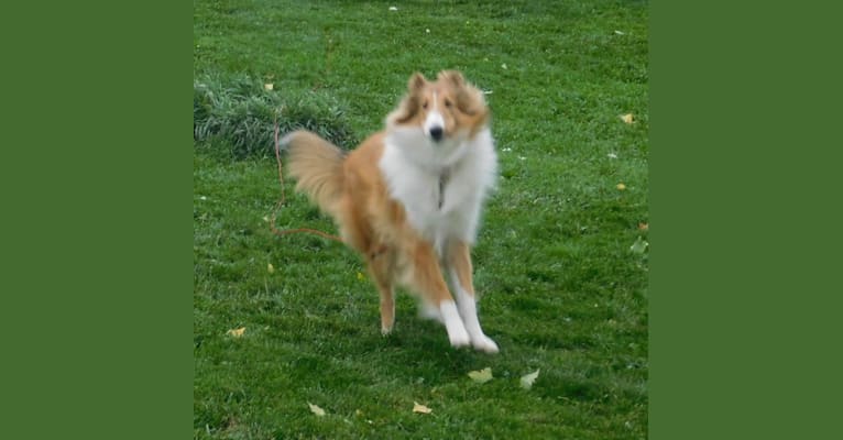 Photo of Pawsitively Paite, a Collie  in Priest River, ID, USA