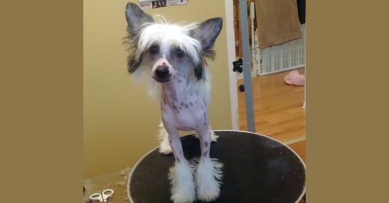 Billy, a Chinese Crested tested with EmbarkVet.com
