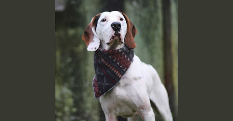 Carl Sagan the Dog, a Treeing Walker Coonhound and Plott mix tested with EmbarkVet.com