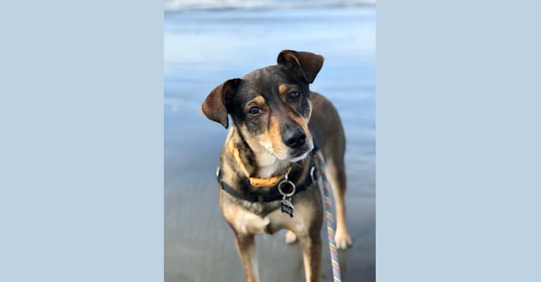 Max, a Formosan Mountain Dog tested with EmbarkVet.com