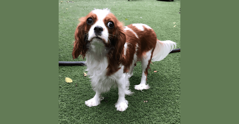 BUTTON, a Cavalier King Charles Spaniel tested with EmbarkVet.com