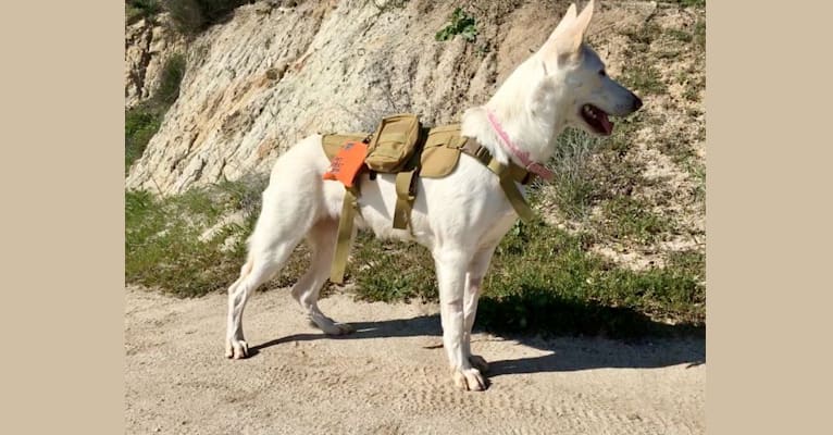 Photo of Bella, a German Shepherd Dog  in California, USA
