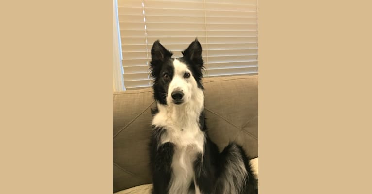 Ripper, a Border Collie tested with EmbarkVet.com