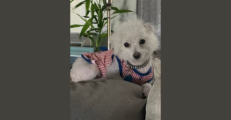 Elle Woods, a Bichon Frise and Chihuahua mix tested with EmbarkVet.com