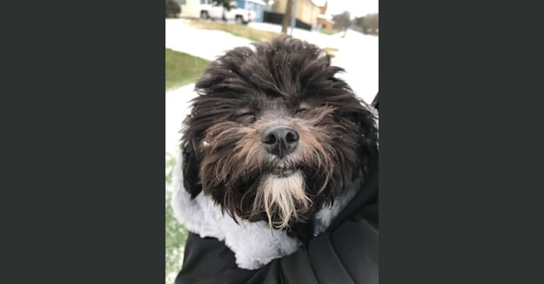 Photo of Luna, a Poodle (Small) and Shih Tzu mix in Pasadena, Texas, USA