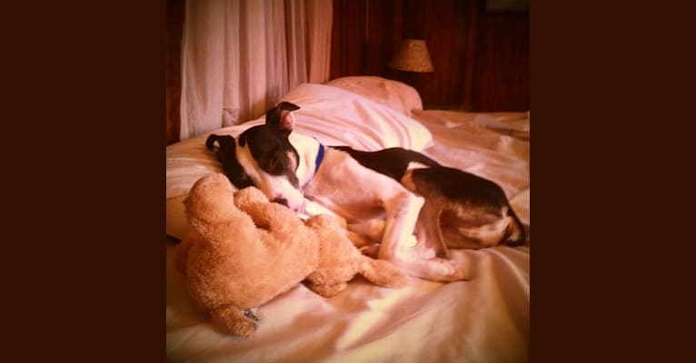 Maddie, an American Pit Bull Terrier and Rat Terrier mix tested with EmbarkVet.com