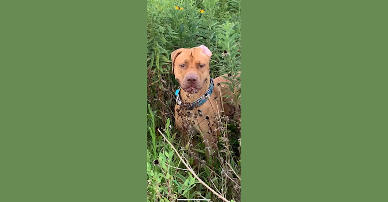 Photo of Marco, a Boerboel, American Pit Bull Terrier, and Mixed mix in Springfield, Illinois, USA