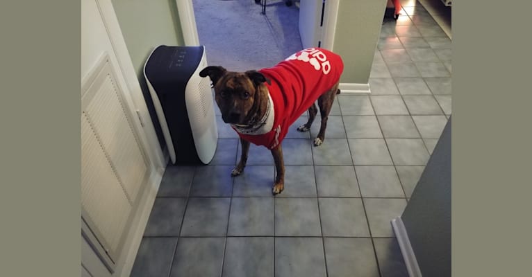 Atlas, an American Pit Bull Terrier (12.2% unresolved) tested with EmbarkVet.com