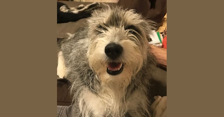 Embark Dog DNA Test Breed