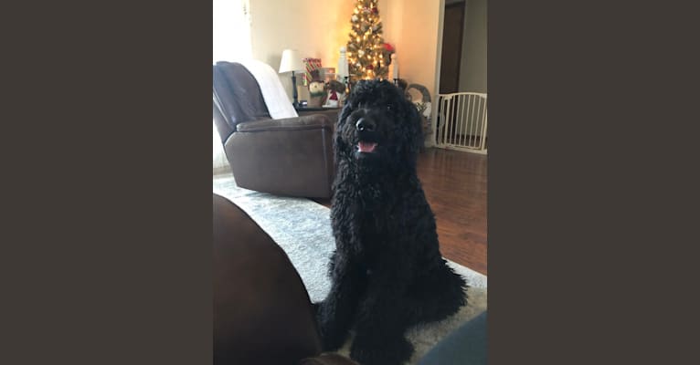Louie, a Goldendoodle tested with EmbarkVet.com