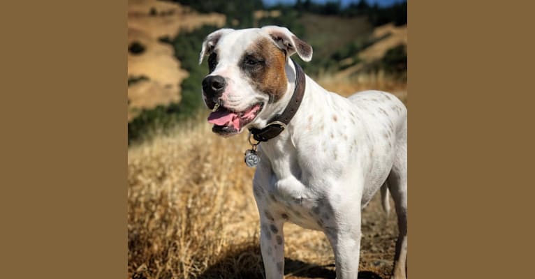 Photo of Aubin, an American Bulldog, Brittany, and American Pit Bull Terrier mix in California, USA
