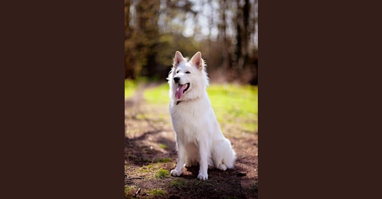Solomon, a German Shepherd Dog tested with EmbarkVet.com