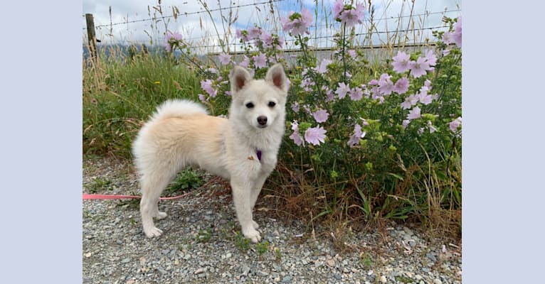 Embark Dog DNA Test Breed