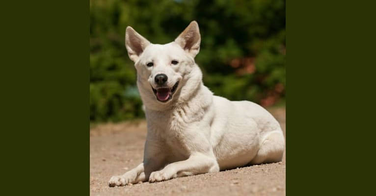 Daja, a Canaan Dog tested with EmbarkVet.com