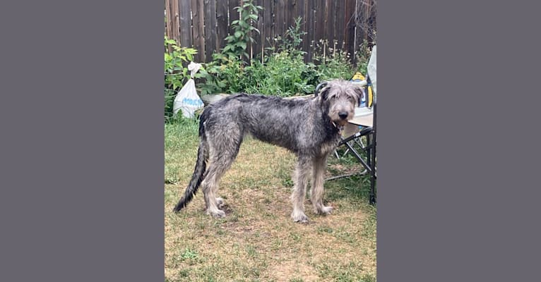 Highland wolfhounds sales