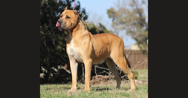 Chunga, a Perro de Presa Canario and American Pit Bull Terrier mix tested with EmbarkVet.com