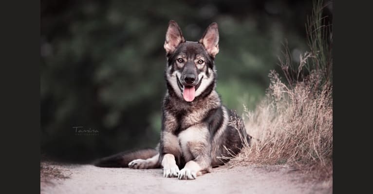 Yukon, a German Shepherd Dog and Siberian Husky mix tested with EmbarkVet.com