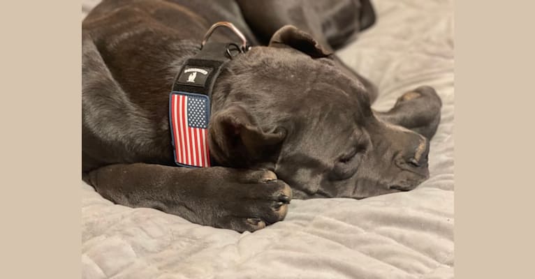 Photo of Sulley, a Cane Corso  in Iron City, Tennessee, USA