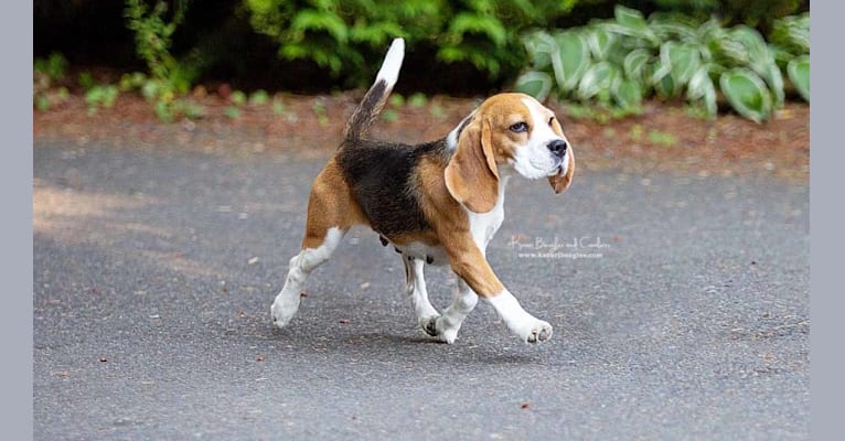 Vixen, a Beagle tested with EmbarkVet.com