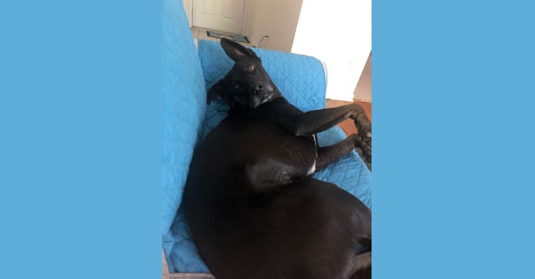 Sirius [Black], a Labrador Retriever and Siberian Husky mix tested with EmbarkVet.com