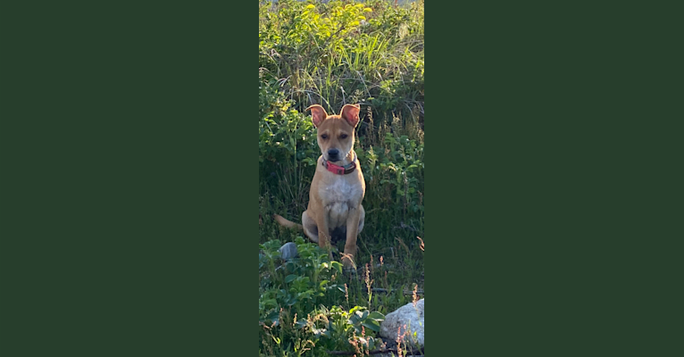 Photo of Poppy, an Australian Cattle Dog, American Pit Bull Terrier, Mountain Cur, and Mixed mix in Boston, Massachusetts, USA