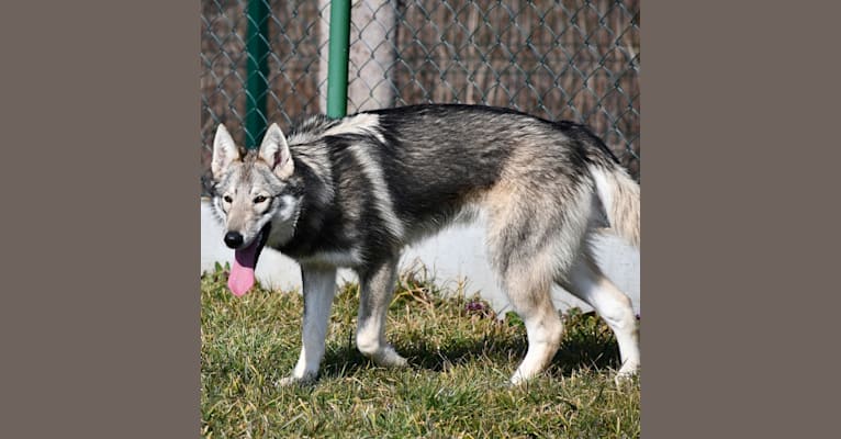 Zephee, a Siberian Husky and Belgian Sheepdog mix tested with EmbarkVet.com