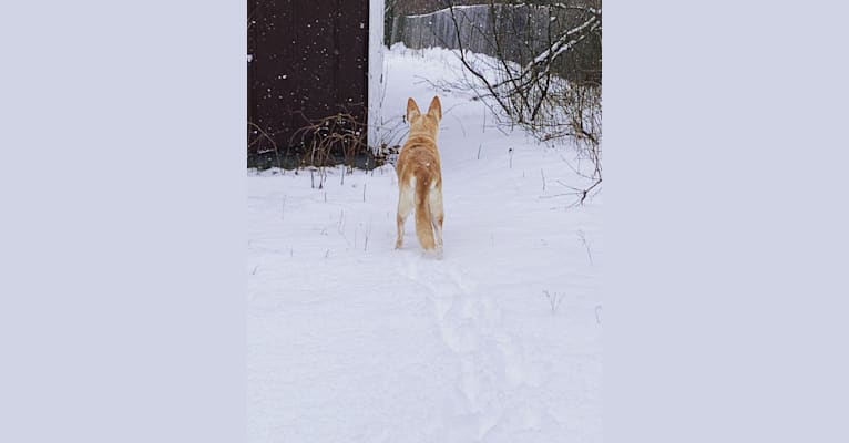Raynn, a German Shepherd Dog and Labrador Retriever mix tested with EmbarkVet.com