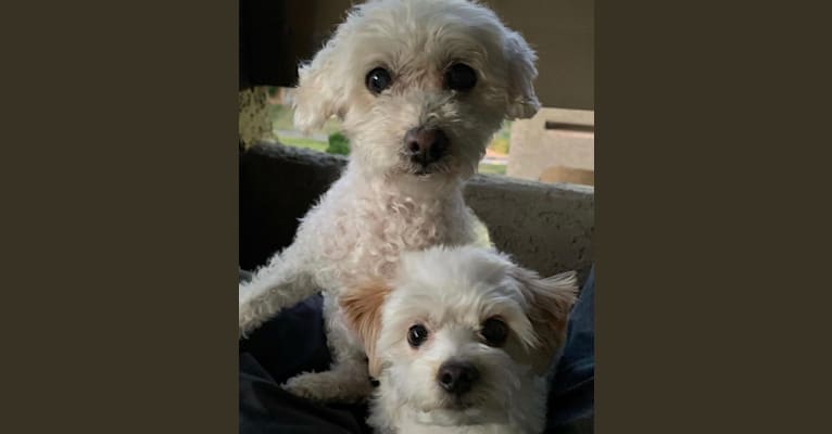 Morticia, a Poodle (Small) and Chihuahua mix tested with EmbarkVet.com