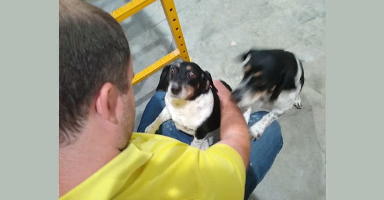 Marie, a Beagle tested with EmbarkVet.com