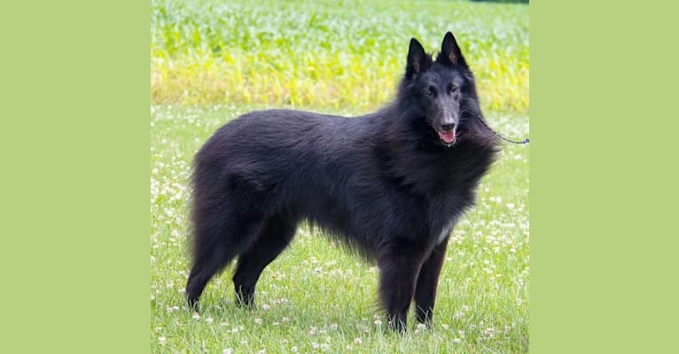 Apolo, a Belgian Shepherd tested with EmbarkVet.com
