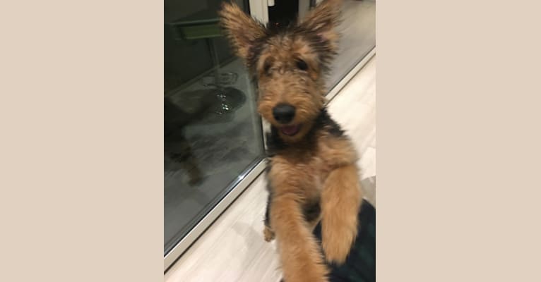 Lucy, an Airedale Terrier tested with EmbarkVet.com