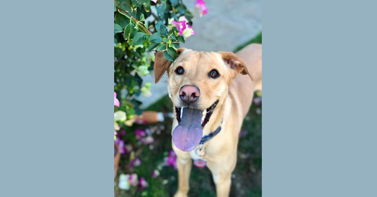 Photo of Finley, an American Pit Bull Terrier, German Shepherd Dog, Chow Chow, and Mixed mix in Escondido, California, USA