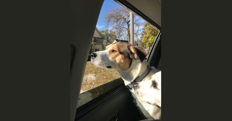 Colt, a Labrador Retriever and American Pit Bull Terrier mix tested with EmbarkVet.com