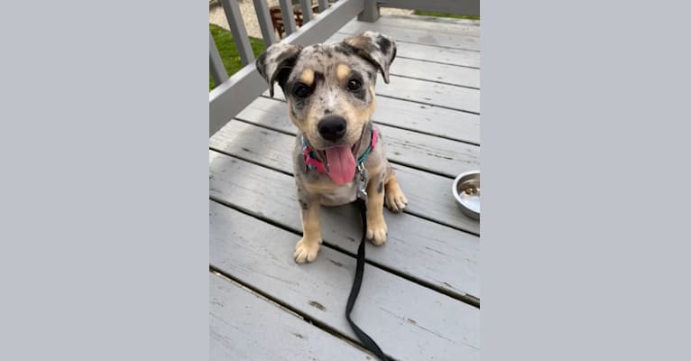 Photo of Zoey, an American Pit Bull Terrier, Australian Shepherd, Siberian Husky, and American Staffordshire Terrier mix in South Carolina, USA