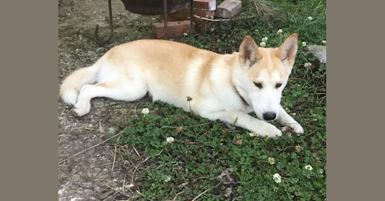 Chai, a Siberian Husky and Shetland Sheepdog mix tested with EmbarkVet.com