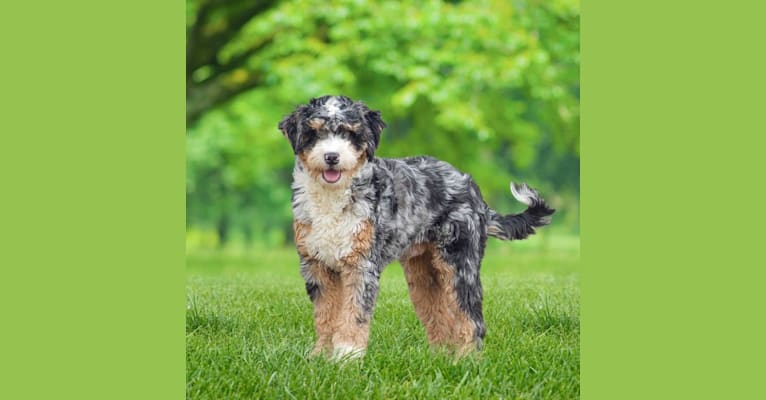 Rascal, a Poodle (Small) and Bernese Mountain Dog mix tested with EmbarkVet.com