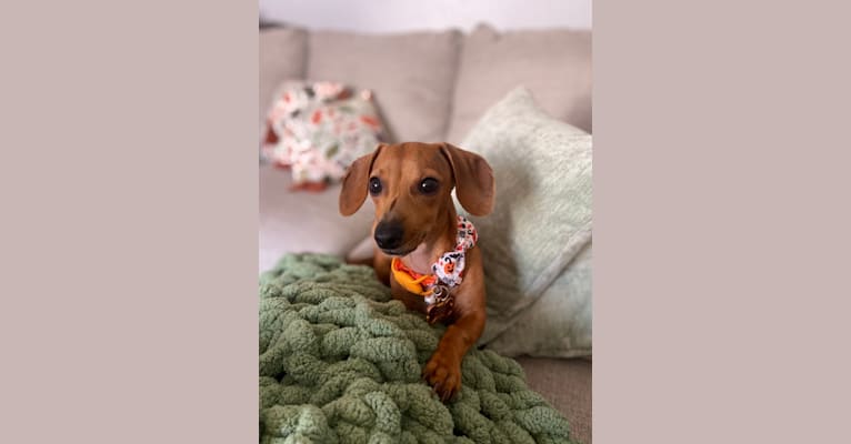 Pip, a Dachshund and Chihuahua mix tested with EmbarkVet.com