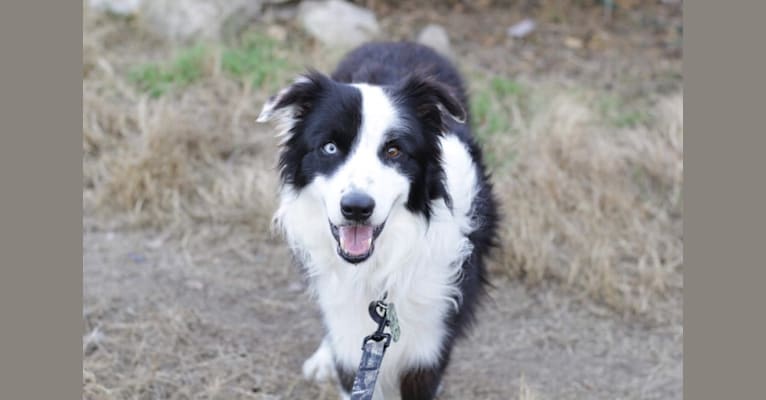 Bo, a Border Collie tested with EmbarkVet.com