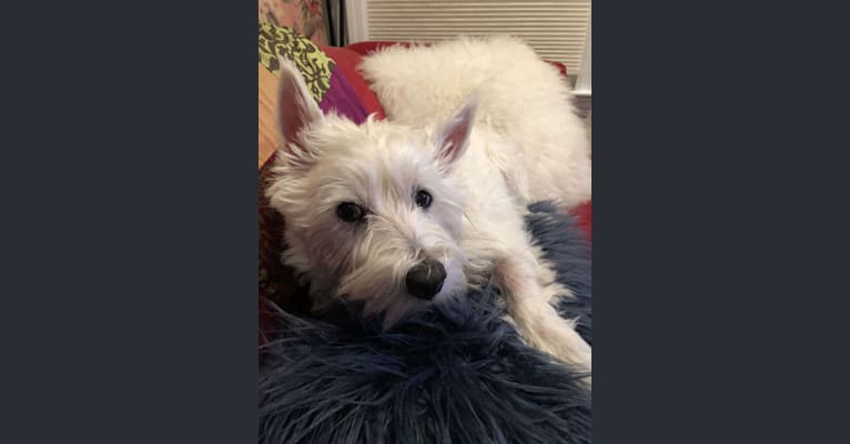 Gus, a West Highland White Terrier tested with EmbarkVet.com