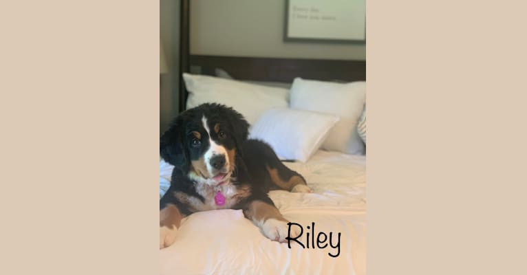 Riley, a Bernese Mountain Dog tested with EmbarkVet.com