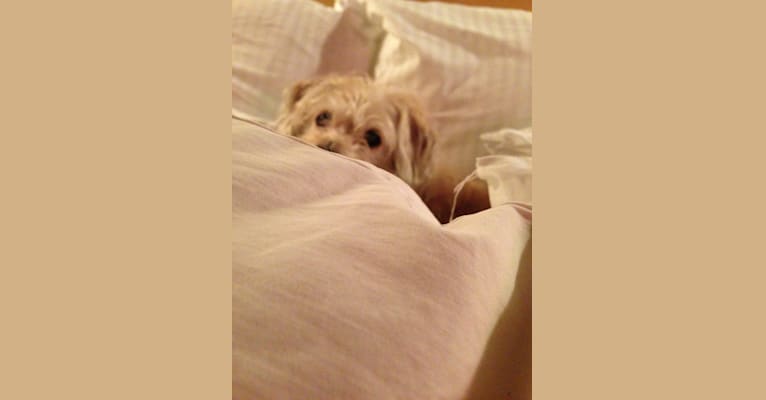 Bogey, a Chihuahua and Cocker Spaniel mix tested with EmbarkVet.com