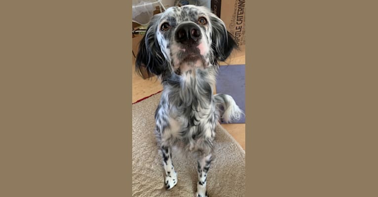 Yeti, a Llewellin Setter tested with EmbarkVet.com