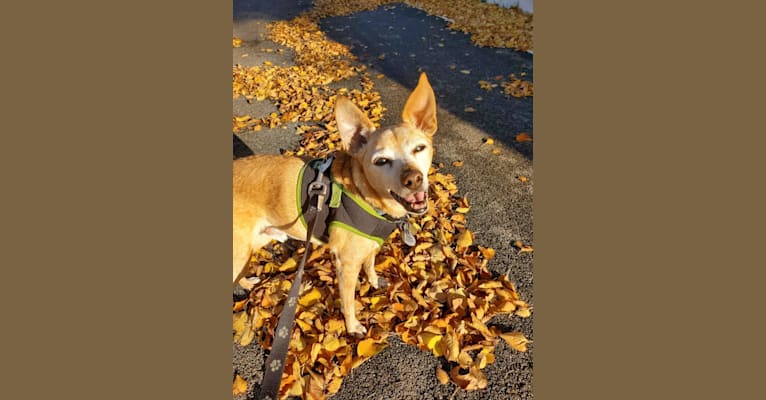 Cricket, a Miniature Pinscher and Beagle mix tested with EmbarkVet.com